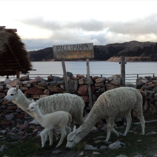 Isla Suasi 2