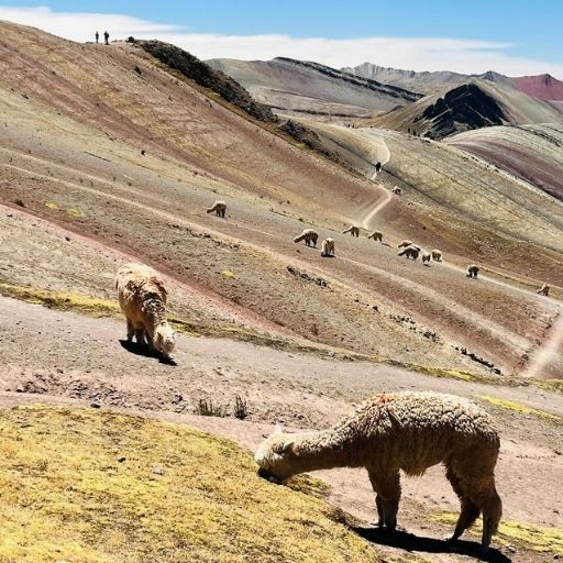 Montaña Palcoyo 4