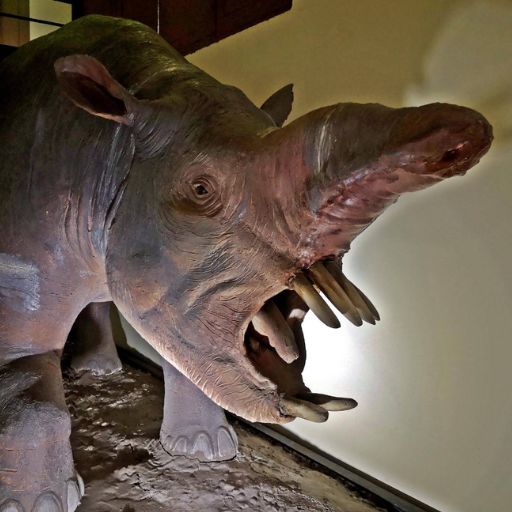 Museo Historia Natural de Lima 3